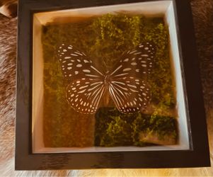 Framed Butterfly with Moss