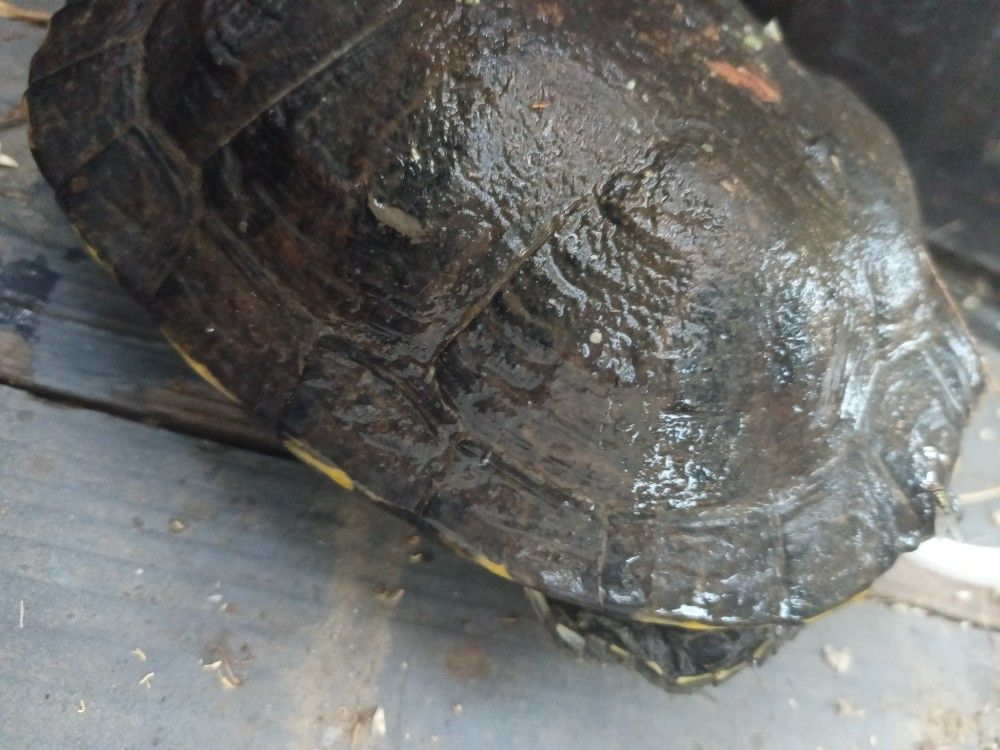 Snapping "Toy" Turtle for Sale in San Bernardino, CA OfferUp