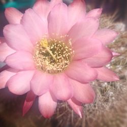 Cactus Planta.