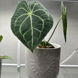 Anthurium Clarinervium