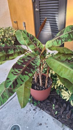 Banana zebrina (6 plants in a pot)