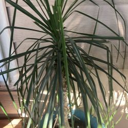 Ponytail Palm 5 Foot Tall Ponytail, Palm, Mature, Beautiful In A 7 Gallon Pot