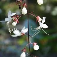 FRAGRANT LIVE PLANT 3ft Clerodendrum Smitinandii Shmidtii - Light bulb plant