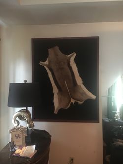 Framed African springbok fur