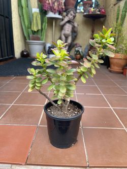 Shrek Ear Coral Succulent