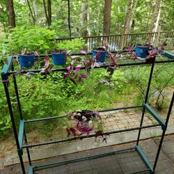 Wandering Jew / tradescantia zebrina Plants