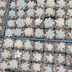 2" Flat Box Of Succulent Only $30