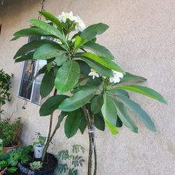 Plumeria Blanca
