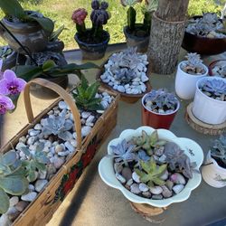 Beautiful Suculentas 