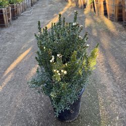 Dwarf Myrtus Compacta