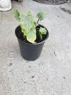 Philodendron Plant For Sale