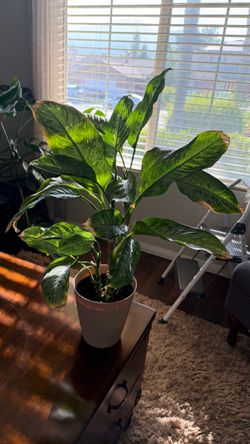 Plant