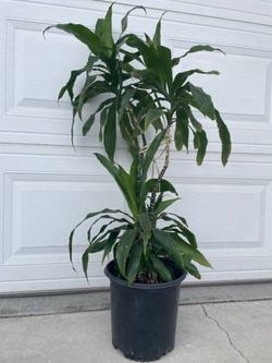 Beautiful Live Dracaena Tree