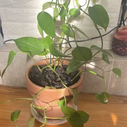 Plant For Good Home New Pot, New Soil