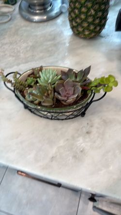 Small succulent arrangement