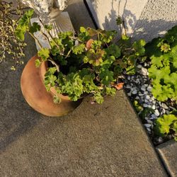 Plants, Yard Decor