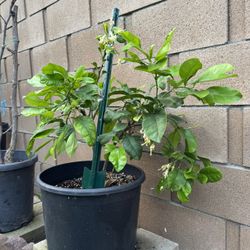 Sweet Grapefruit Plant 