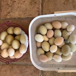 Fertile Chicken Eggs (eating or hatching)