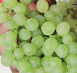 Green Seedless Grape Plants