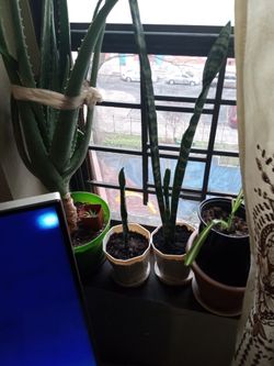 Snake Plants In 5inch Pot
