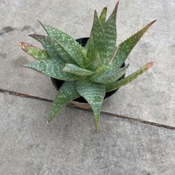 Aloe Vera Plant 