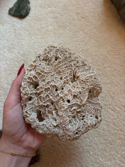piece of brain coral skeleton Dried Coral Fossil