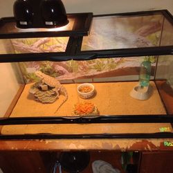 Bearded Dragon Supplies 