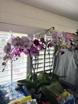 Beautiful Blooming Phalaenopsis Orchids – Multiple Colors Available