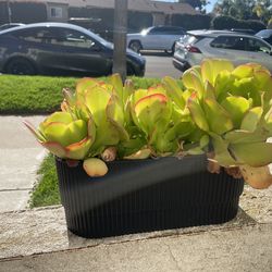 Various plants - single and planters $5-$20