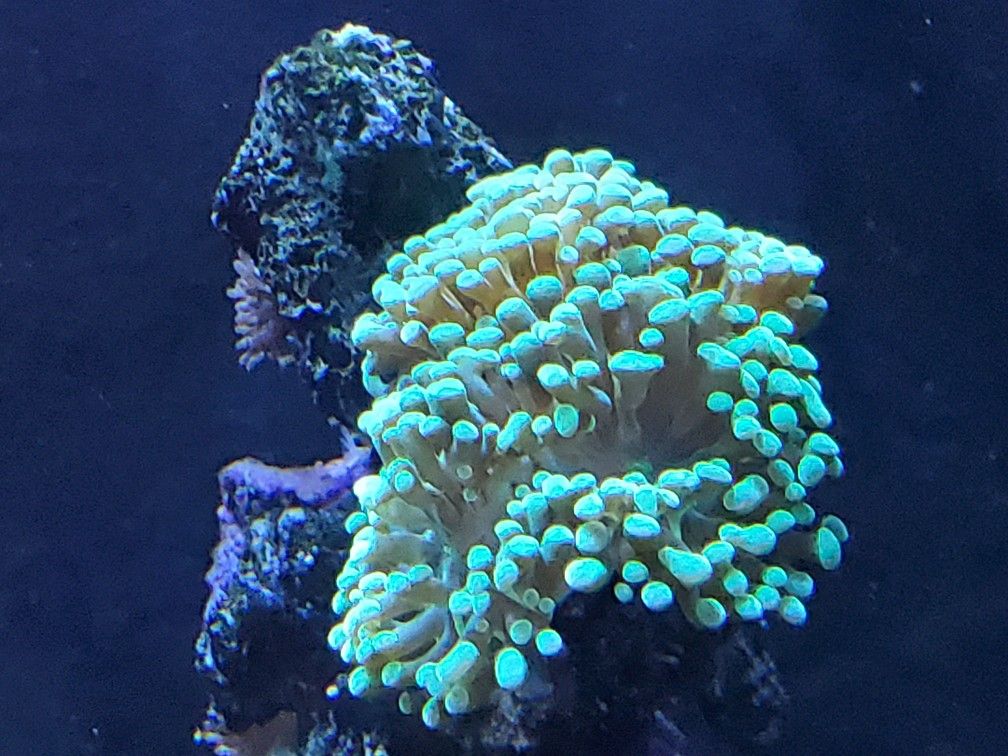 Life coral