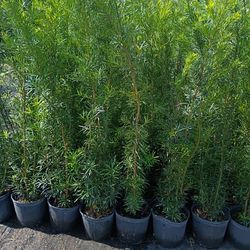 Huge Podocarpus Over 4 Feet Tall Instant Privacy Hedge For Fencel
