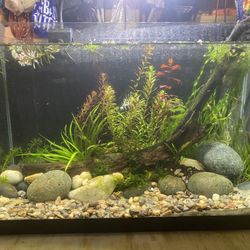 10 Gallon Rimless Planted Aquascape Fish Tank Aquarium 