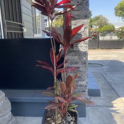 Red Palm Tree 