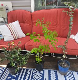 Plants for sale.