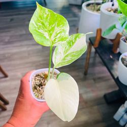 Monstera albo variegated