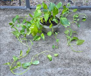 Large Trailing Pathos Hanging Plant Indoor / Outdoor