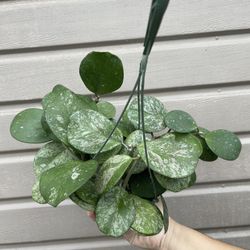 6” hoya obovata super splash 