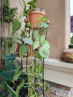Potted Plant-9 ft Long