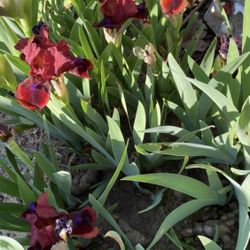 Dwarf Bearded Iris-2 Colors Available