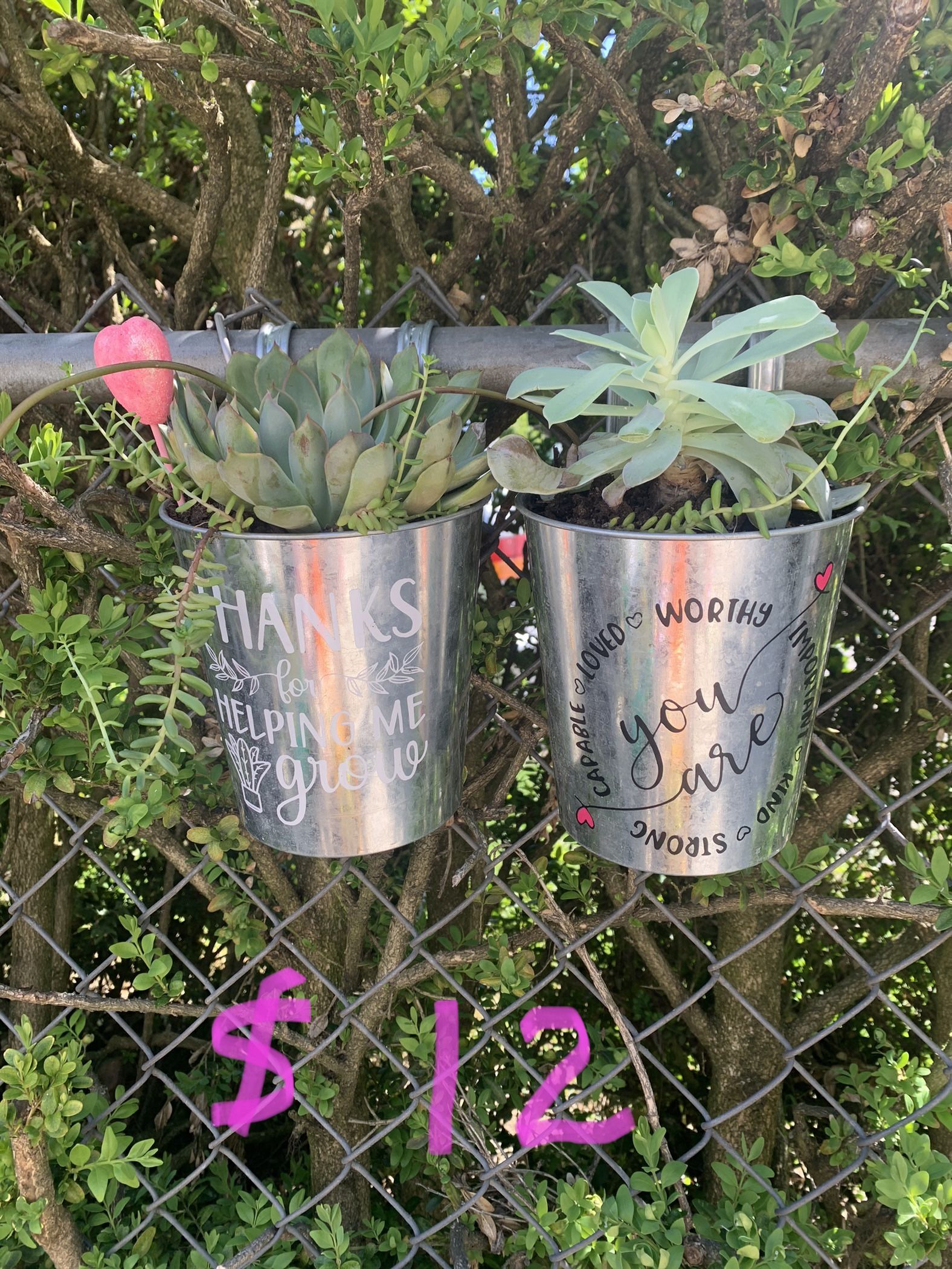 Plants For Sale ( Perfect For Mothers Day Or Any Occasion )
