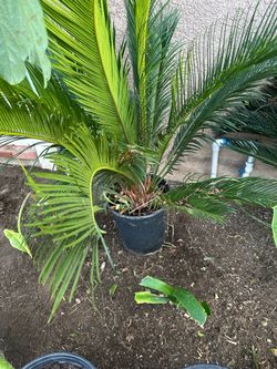 Sago Palm in a  3 gallon container