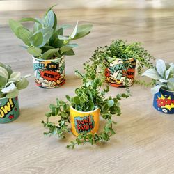 Comic Strip Themed Plant Pots w/Plants