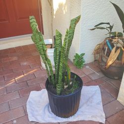 Snake Plant 