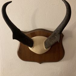 Horns