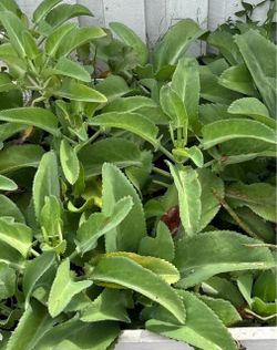Planta de Mala Madre 🪴 Mother of thousands