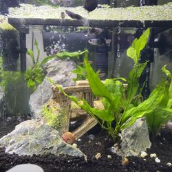 Algae Balls And Snails