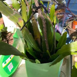 Rooted Empress Epiphyllum and Christmas Cactus Pink Flowers 