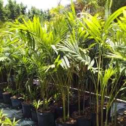SALE! CHRISTMAS PALM IN 7 GALLONS OVER  4' FEET TALL WITH MULTIPLE TRUNK FOR ONLY $30  OPEN TODAY!