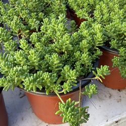 Succulents Plants 4” Pot 