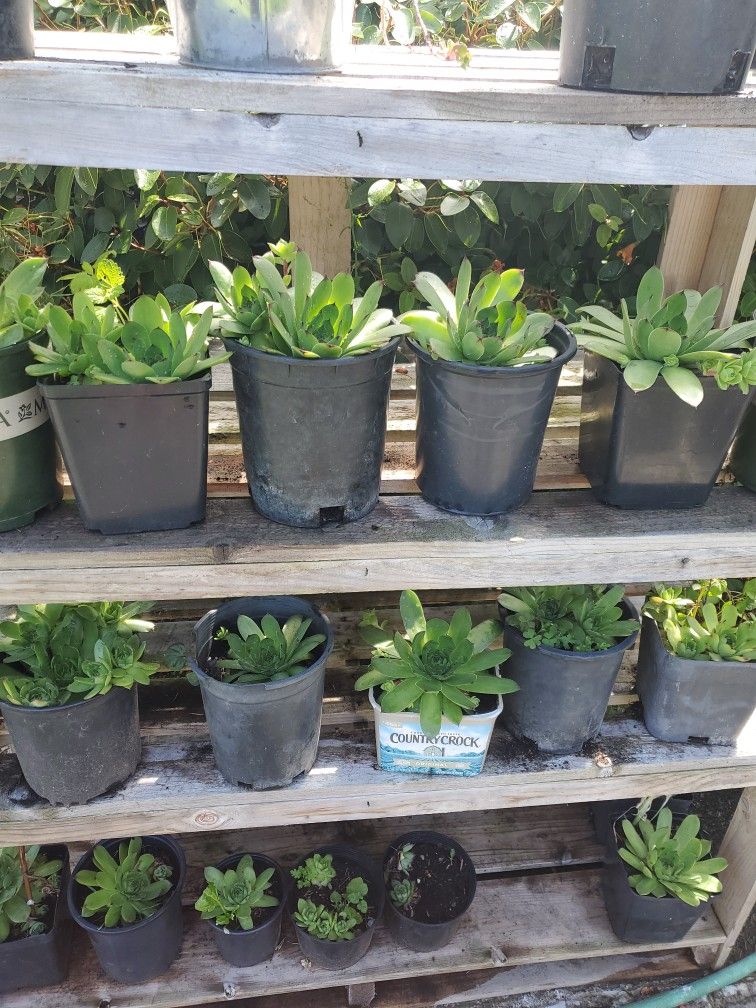 Succulent Plant Each $5